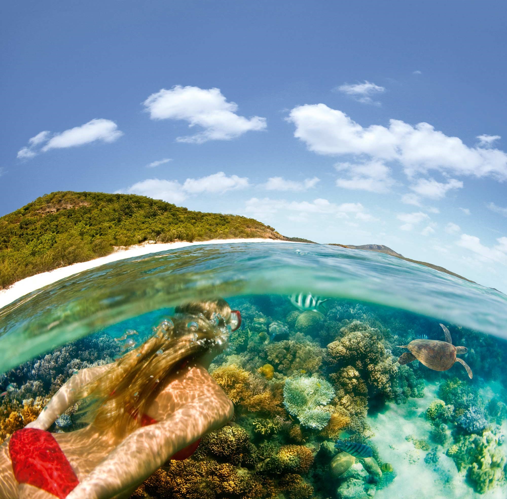 Encounter marine life snorkeling the Great Barrier Reef - Hamilton Island vacation